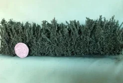 K+M Model Country Hedge 170MM