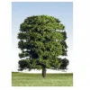 K+M Model Trees 125mm Single Deciduous Green Model Tree