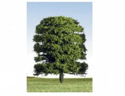 K+M Model Trees 125mm Single Deciduous Green Model Tree