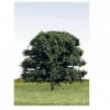 K+M Model Trees 70mm Single Deciduous Green Model Tree