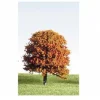 K+M Model Trees 50mm Single Deciduous Mixed Colour Model Tree