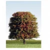 K+M Model Trees 90mm Single Deciduous Mixed Colour Model Tree
