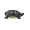 Papo Toys Florida Tortoise