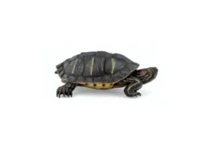 Papo Toys Florida Tortoise